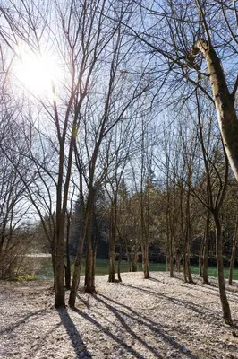 a group of trees with their shadows on the ground at Houston Resort in Radovljica