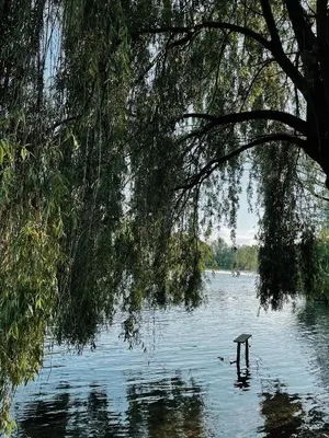 a bench in the middle of a lake under a tree at Vintage tent at the Lovsin Estate in Metlika