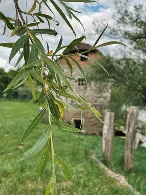 a close up of a tree in a field at Vintage tent at the Lovsin Estate in Metlika
