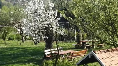 a park with picnic tables and a tree with white flowers at Panorama B&B in Ptuj