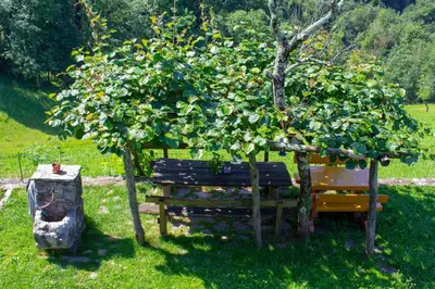 a bench under an apple tree in a field at Apartmaji Nena in Ročinj