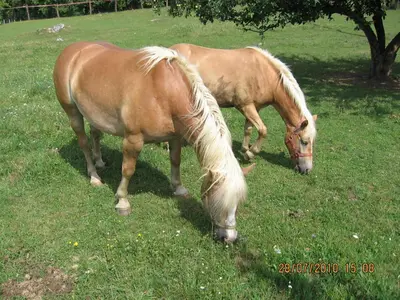 two horses grazing in the grass in a field at Tourist Farm Pri Martinovih in Krška Vas