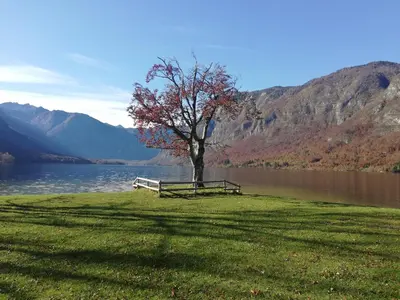 a tree sitting next to a bench next to a lake at Apartment Ana in Bohinj