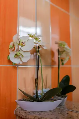 a white flower in a bowl on a table at Apartments Kot'č in Kranjska Gora