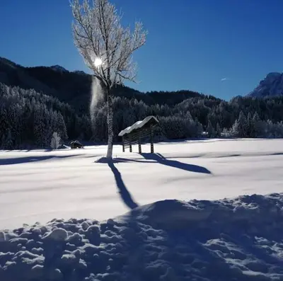 a snow covered field with a tree in the middle at Apartments Podkoren 82 in Kranjska Gora