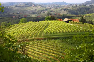 a vineyard in the middle of a hill with a house on it at Villa Istenič in Bizeljsko