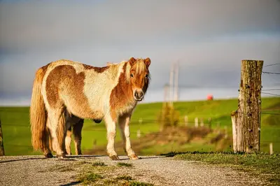 a brown horse standing on a dirt road at Farm Stay Ana in Višnja Gora