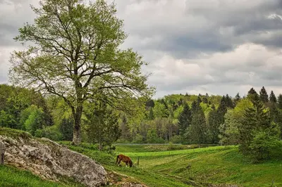 a horse grazing in a field with a tree at Farm Stay Ana in Višnja Gora