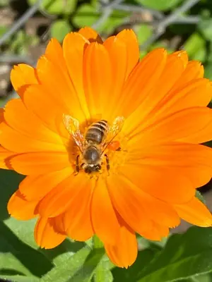 a bee is sitting on an orange flower at Apartment Studio Van Bakel Gerard in Bled