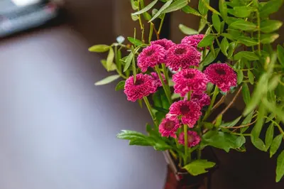 a vase filled with pink flowers on a table at Casino & Hotel ADMIRAL Ptuj in Ptuj