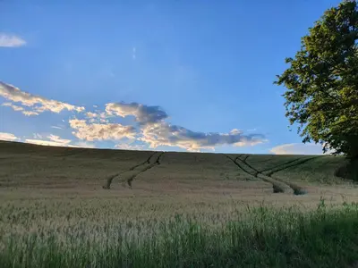 a field with grass and a tree in the foreground at Beautiful house surrounded by pure nature in Rogašovci