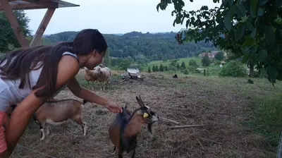 a young girl petting a goat in a field at Beautiful house surrounded by pure nature in Rogašovci