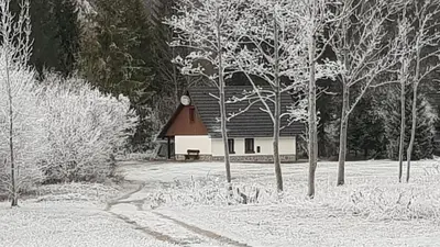 a house in the middle of a snow covered yard with trees at Počitniška hiša Taler in Bohinj