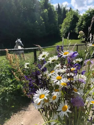 a field of flowers with a horse in the background at Tree in Bled