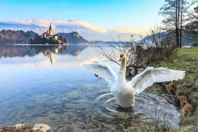 a swan standing in the water with its wings out at Tree in Bled