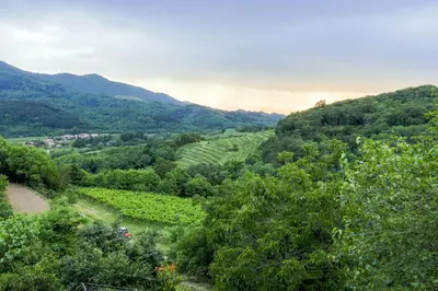 a view of a vineyard in the hills at SOBE Andrejina in Branik