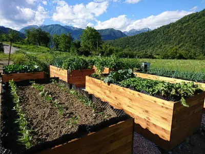a row of raised garden beds in a field at Hiša Lenart in Tolmin