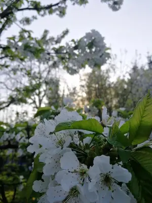 a bunch of white flowers on a tree at Apartment Sopar in Škofja Loka