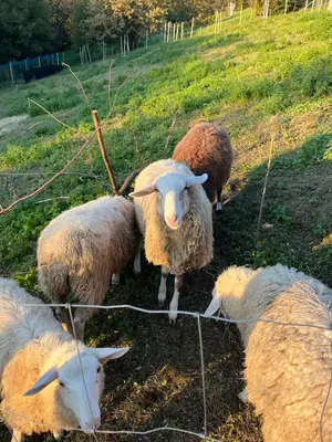 a group of sheep standing in a field at Papa Franks House in Ptuj