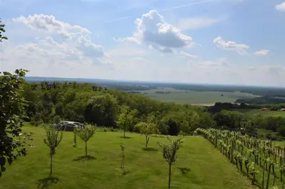 a row of trees in a field with a view at Vila Idila in Lendava