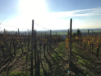 a row of vines in a vineyard in the sun at Pri konjskem pajdašu in Lendava