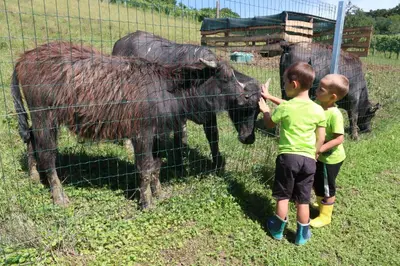 two young boys petting a cow behind a fence at Vila Tamaškut in Lendava