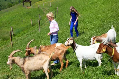 two girls are standing in a field with goats at Farm Stay Pirc in Laško
