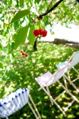 two chairs sitting next to a tree with berries at Hiška pod Krasom in Renče