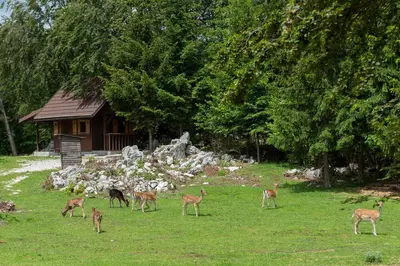 a group of deer standing in a field at Apartma Vidmar Otlica in Ajdovščina