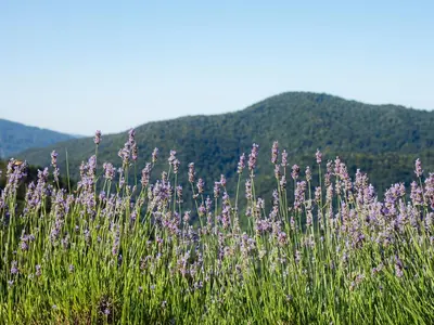 a field of purple flowers with mountains in the background at Apartment Vrhouc in Tolmin
