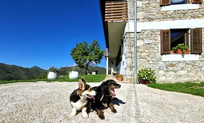 two dogs running in front of a building at Apartment Vrhouc in Tolmin