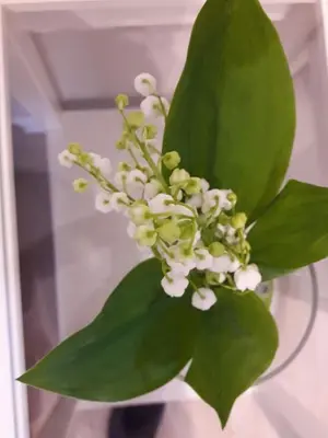 a green plant with white flowers in a vase at Alpine Cottage in Bled