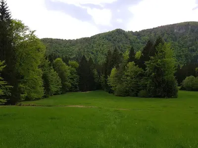 a large green field with trees in the background at Apartment Polane in Blejska Dobrava