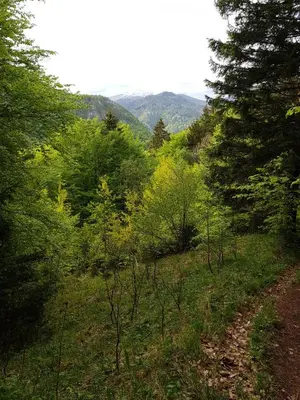 a dirt road in the middle of a field with trees at Apartment Polane in Blejska Dobrava