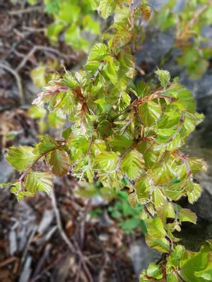 a close up of a plant with green leaves at Apartment Polane in Blejska Dobrava