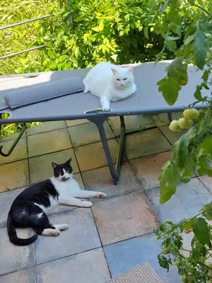 two cats sitting on a bench on a patio at ANERI in Ljubljana
