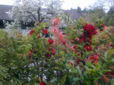 a bush with red flowers in a garden at ANERI in Ljubljana