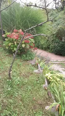 a tree branch laying on the grass in a garden at ANERI in Ljubljana
