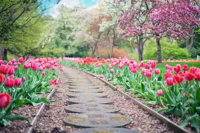 a walkway in a garden with pink tulips at Orchid room for 2, Skylight room for 2 in Kranj