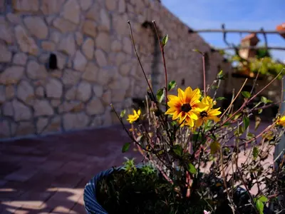 a bouquet of yellow flowers in a blue bowl at SECRET WELLNESS in Bodonci