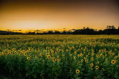 a field of sunflowers with the sunset in the background at Genius Guest Unique Banovci Apartment in Banovci