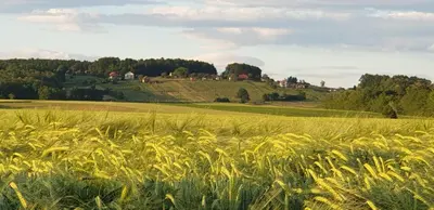 a field of grass with a farm in the background at Genius Guest Unique Banovci Apartment in Banovci