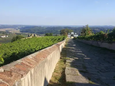 a stone wall next to a field of vines at Genius Guest Unique Banovci Apartment in Banovci