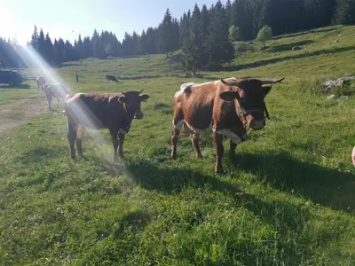 two cows standing in a field of grass at Chalet Stara Jelka Pokljuka in Zgornje Gorje