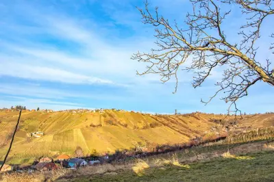 a grassy hill with a farm on top of it at Vinska klet Smej in Lendava