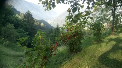 a view of a mountain valley with red fruit trees at Apartma na Ravnicah in Cerkno