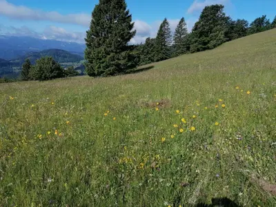 a field of grass with flowers on a hill at Apartma na Ravnicah in Cerkno