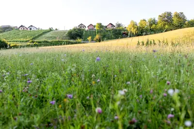 a field of grass with purple flowers in it at Domačija Vesel in Trebnje