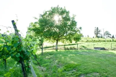 a view of a field with a tree and a fence at NA OFF in Radenci