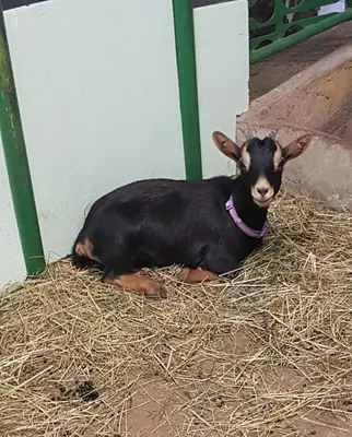 a baby goat laying on hay in a barn at Homestay Kapl in Ledinek